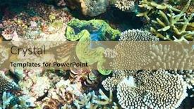  Presentation with clam - Theme having deep blue sea - giant clam tridacna gigas background and a coral colored foreground