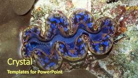  Presentation with clam - Presentation theme enhanced with tridacna maxima maldives indian ocean background and a tawny brown colored foreground