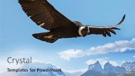  Presentation with mountain - Presentation design consisting of giant-condor-over-mountain-landscapes background and a light blue colored foreground