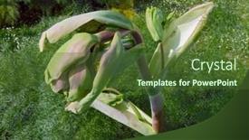  Presentation with colored - Amazing PPT layouts having giant-fennel-apical-part backdrop and a tawny brown colored foreground