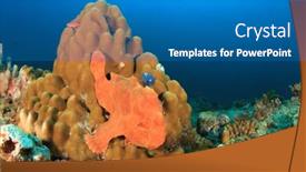  Presentation with coral - Amazing theme having giant frogfish on coral backdrop and a teal colored foreground