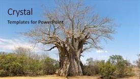  Presentation with south africa - Presentation having giant glencoe baobab tree background and a light blue colored foreground