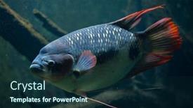  Presentation with freshwater fish - Beautiful PPT theme featuring giant-gourami-osphronemus-goramy-freshwater backdrop and a tawny brown colored foreground