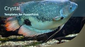  Presentation with freshwater fish - Audience pleasing theme consisting of giant-gourami-osphronemus-goramy-freshwater backdrop and a ocean colored foreground