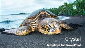  Presentation with hawaiian - Amazing theme having giant-green-turtle backdrop and a dark gray colored foreground