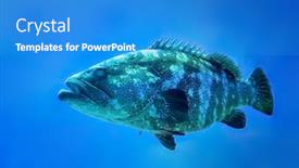  Presentation with grouper - Amazing PPT layouts having giant-grouper-fish-epinephelus-itajara backdrop and a teal colored foreground