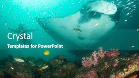  Presentation with scuba diving - Colorful slide deck enhanced with giant-manta-ray-and-scuba backdrop and a teal colored foreground