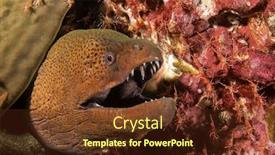  Presentation with shrimps - Beautiful PPT theme featuring giant-moray-eel-and-cleaner backdrop and a tawny brown colored foreground