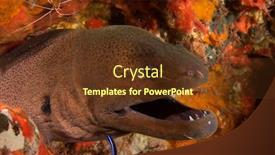  Presentation with shrimps - PPT layouts enhanced with giant-moray-eel-and-cleaner background and a tawny brown colored foreground