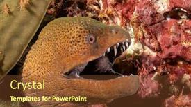  Presentation with shrimps - Theme having giant-moray-eel-and-cleaner background and a tawny brown colored foreground