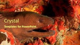 Presentation with station - Audience pleasing slide deck consisting of giant-moray-eel-at-cleaning backdrop and a tawny brown colored foreground
