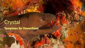  Presentation with station - Colorful PPT layouts enhanced with giant-moray-eel-at-cleaning backdrop and a tawny brown colored foreground