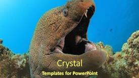  Presentation with giant sequoia and the generals - Audience pleasing slides consisting of  backdrop and a  colored foreground