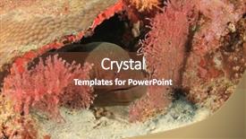  Presentation with coral reef - PPT layouts consisting of eel hides in coral reef background and a  colored foreground