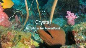  Presentation with giant sequoia and the generals - Presentation having giant moray eel background and a ocean colored foreground