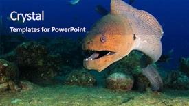  Presentation with marine - PPT theme consisting of marine animals - giant moray eel background and a navy blue colored foreground