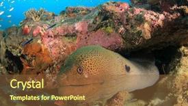  Presentation with giant sequoia and the generals - Presentation design consisting of giant moray eel background and a tawny brown colored foreground