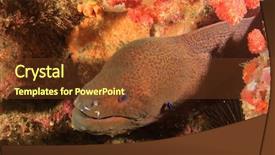  Presentation with giant sequoia and the generals - Audience pleasing PPT theme consisting of giant moray eel backdrop and a  colored foreground