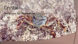  Presentation with crab - Audience pleasing slides consisting of giant mountain crab - rock crab backdrop and a mint green colored foreground