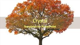  Presentation with oak tree - PPT theme with giant oak tree background and a tawny brown colored foreground