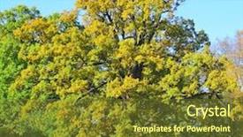  Presentation with oak - Presentation theme enhanced with giant oak background and a tawny brown colored foreground