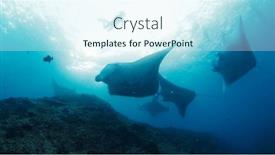  Presentation with swim - Slide set having giant-oceanic-manta-rays background and a cool aqua colored foreground