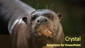  Presentation with wildlife - Cool new PPT theme with giant otter pteronura brasiliensis also backdrop and a tawny brown colored foreground