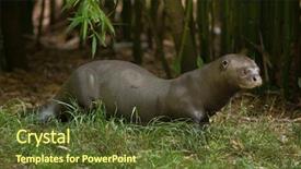  Presentation with wildlife - Cool new PPT theme with giant otter pteronura brasiliensis also backdrop and a tawny brown colored foreground