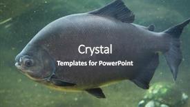  Presentation with pacu - PPT theme enhanced with giant pacu wild life background and a dark gray colored foreground