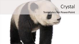 Presentation with white - Beautiful PPT theme featuring giant panda 18 months - ailuropoda backdrop and a light gray colored foreground