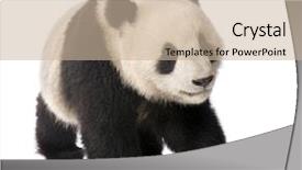  Presentation with background - Colorful theme enhanced with giant panda 18 months - ailuropoda backdrop and a soft green colored foreground