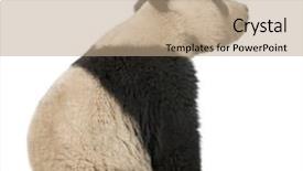  Presentation with panda cartoon - Cool new presentation with giant panda 18 months - ailuropoda backdrop and a coral colored foreground