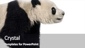  Presentation with panda cartoon - Presentation theme having giant panda 18 months - ailuropoda background and a wine colored foreground