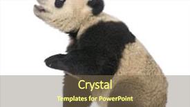  Presentation with giant sequoia and the generals - Amazing presentation having giant panda 18 months - ailuropoda backdrop and a  colored foreground