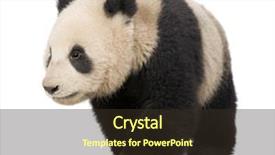  Presentation with giant bible cartoon - PPT theme featuring giant panda 18 months - ailuropoda background and a tawny brown colored foreground