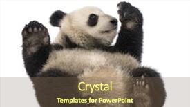  Presentation with background - Audience pleasing PPT theme consisting of giant panda 18 months - ailuropoda backdrop and a violet colored foreground