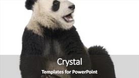  Presentation with giant sequoia and the generals - Slides featuring giant panda 18 months - ailuropoda background and a dark gray colored foreground