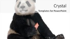  Presentation with giant sequoia and the generals - PPT theme enhanced with giant panda 18 months - ailuropoda background and a white colored foreground