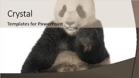  Presentation with panda cartoon - Theme enhanced with giant panda 18 months - ailuropoda background and a mint green colored foreground