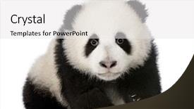  Presentation with panda cartoon - Amazing PPT theme having giant panda 4 months - ailuropoda backdrop and a white colored foreground