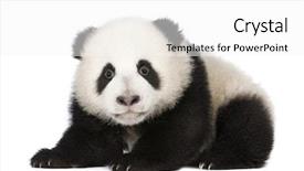  Presentation with panda cartoon - Beautiful presentation theme featuring giant panda 4 months - ailuropoda backdrop and a white colored foreground