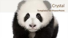  Presentation with giant sequoia and the generals - PPT theme with giant panda 4 months - ailuropoda background and a lemonade colored foreground