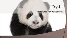  Presentation with giant sequoia and the generals - Colorful slides enhanced with giant panda 4 months - ailuropoda backdrop and a light gray colored foreground