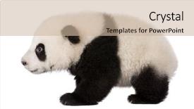  Presentation with giant bible cartoon - Slides enhanced with giant panda 4 months - ailuropoda background and a soft green colored foreground
