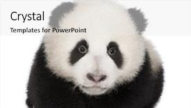  Presentation with background - Theme with giant panda 4 months - ailuropoda background and a white colored foreground