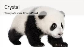  Presentation with panda cartoon - PPT theme having giant panda 4 months - ailuropoda background and a white colored foreground