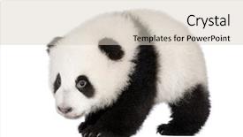  Presentation with panda cartoon - Audience pleasing slides consisting of giant panda 4 months - ailuropoda backdrop and a lemonade colored foreground