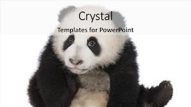  Presentation with panda cartoon - PPT layouts consisting of giant panda 4 months - ailuropoda background and a white colored foreground