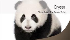  Presentation with panda cartoon - Beautiful slides featuring giant panda 4 months - ailuropoda backdrop and a white colored foreground