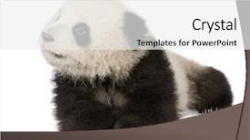  Presentation with giant bible cartoon - Slides enhanced with giant panda 6 months - ailuropoda background and a white colored foreground